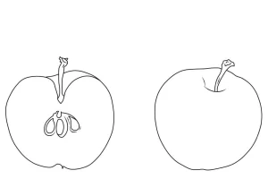 Coloriage Pommes