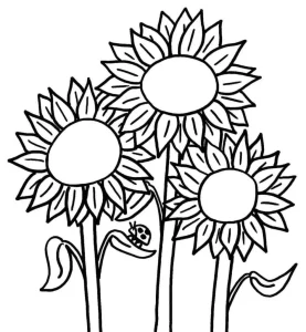 Coloriage Tournesol