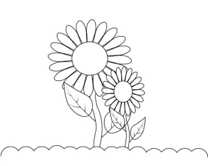 Coloriage Tournesol