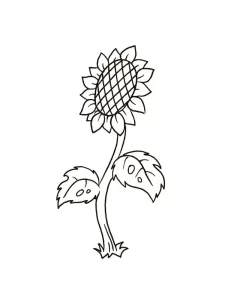 Coloriage Tournesol