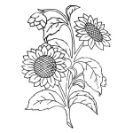 Coloriage Tournesol