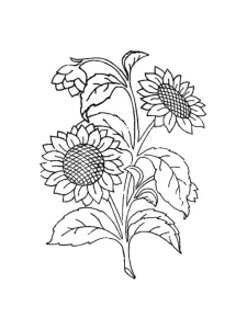 Coloriage Tournesol
