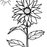 Coloriage Tournesol