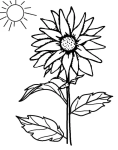Coloriage Tournesol