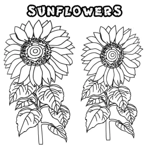 Coloriage Tournesol