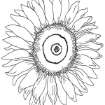 Coloriage Tournesol