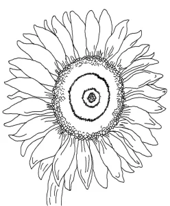 Coloriage Tournesol