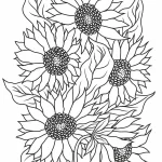 Coloriage Tournesol