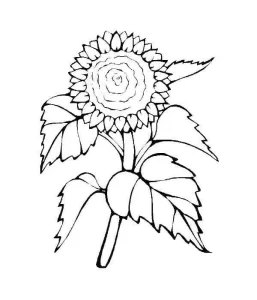 Coloriage Tournesol
