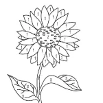 Coloriage Tournesol