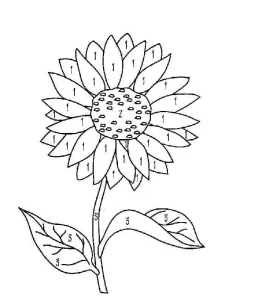 Coloriage Tournesol