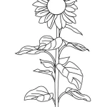 Coloriage Tournesol
