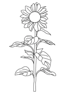 Coloriage Tournesol