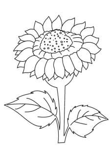Coloriage Tournesol