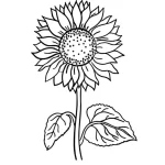 Coloriage Tournesol