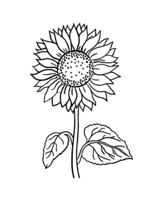 Coloriage Tournesol