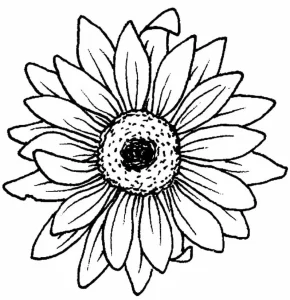 Coloriage Tournesol