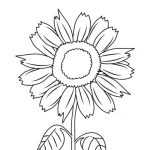 Coloriage Tournesol