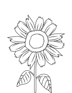 Coloriage Tournesol