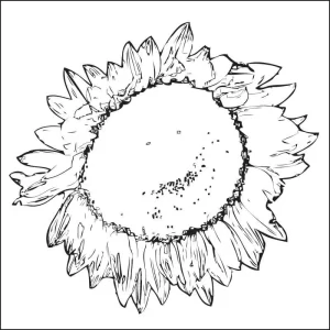 Coloriage Tournesol