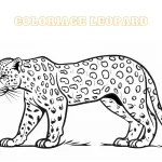 coloriage Leopard pour enfant de 8 ans