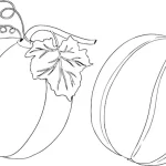 coloriage Pastèque pour primaire