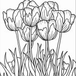 coloriage Tulip pour enfant