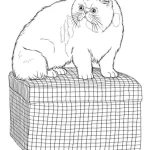 coloriage Chat à imprimer pour enfant de 8 ans