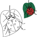 coloriage Coccinelle pour primaire