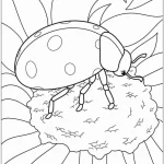 coloriage Coccinelle à imprimer pour enfant de 6 ans