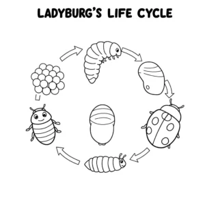 coloriage Le cycle de vie de la coccinelle et decoupage a imprimer gratuit