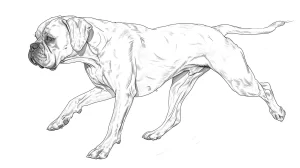 imprimer coloriage Chien pour enfant