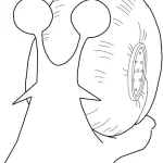 imprimer coloriage Escargot gratuit