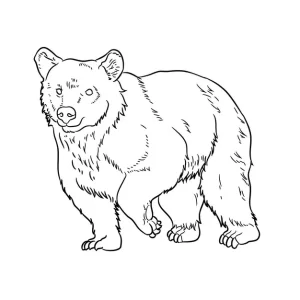 coloriage Ours a imprimer gratuit