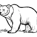 coloriage Ours pour enfant