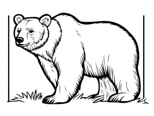 coloriage Ours pour enfant