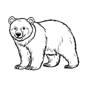 coloriage Ours pour enfant à imprimer