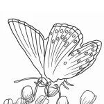 coloriage Papillon d