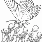 coloriage Papillon de pour enfants