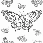 coloriage Papillon gratuit à imprimer