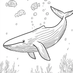 coloriage Baleine à imprimer pdf gratuit