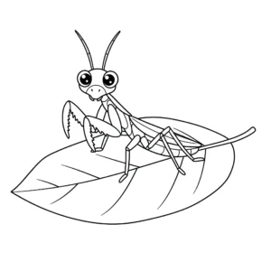 coloriage Mantis sur une feuille et apprentissage
