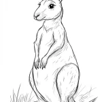 coloriage Kangourou pour enfants