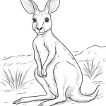 coloriage Kangourou d
