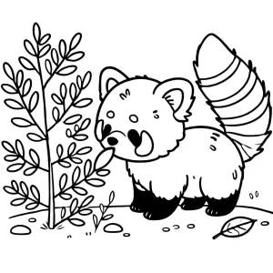 coloriage Panda Roux pour enfant de à imprimer