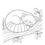 Panda Roux