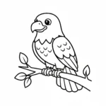 coloriage Pygargues à Tête Blanche gratuit