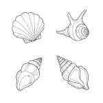 Coquillage