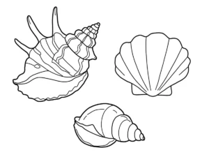 coloriage Coquillage educatif pour enfant