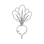 coloriage Radis et dessins